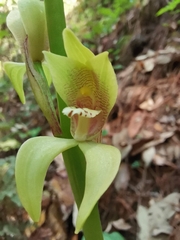 Govenia superba