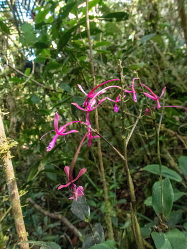 Epidendrum capricornu, photograph 4