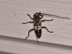 Enaphalodes taeniatus