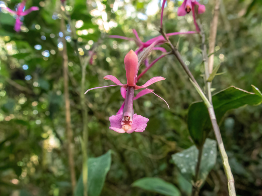 Epidendrum capricornu