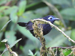 Hafferia zeledoni