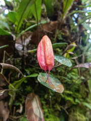 Masdevallia lucernula