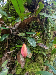 Masdevallia lucernula