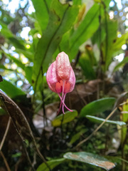 Masdevallia lucernula