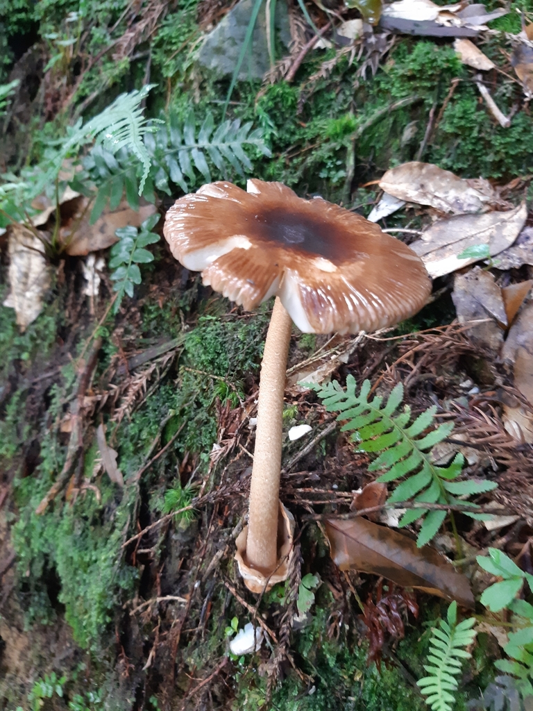 Amanita orientifulva