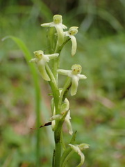 Platanthera devolii