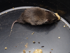 Saccostomus campestris