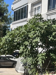 Ficus carica