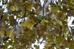 Pterospermum javanicum