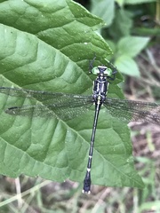 Leptogomphus sauteri formosanus