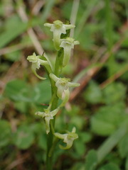 Platanthera devolii