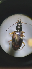 Bembidion corgenoma