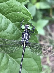 Leptogomphus sauteri formosanus
