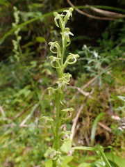 Platanthera devolii