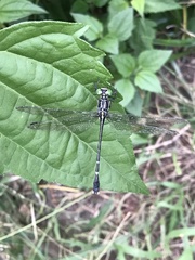 Leptogomphus sauteri formosanus