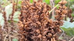 Orobanche flava