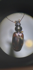 Bembidion corgenoma