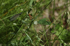 Stellaria hebecalyx