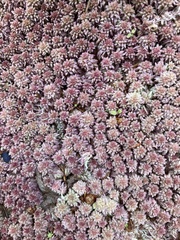 Sphagnum capillifolioides