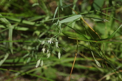 Stellaria hebecalyx
