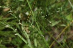 Stellaria hebecalyx