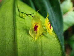 Lepanthes profusa
