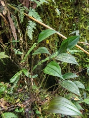 Lepanthes profusa