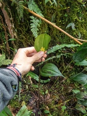 Lepanthes profusa