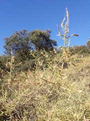 Adenocarpus telonensis