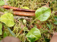 Pyrola morrisonensis