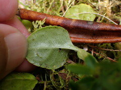 Pyrola morrisonensis