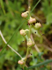 Pyrola morrisonensis