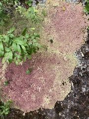 Sphagnum capillifolioides