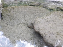 Salmo trutta fario
