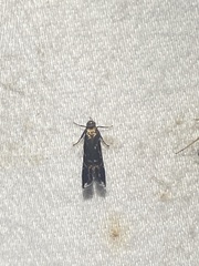 Strobisia proserpinella