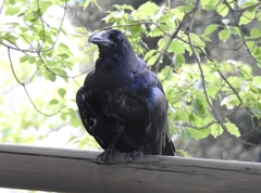 Corvus macrorhynchos