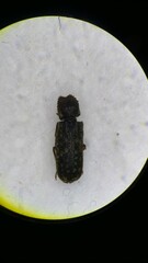 Lichenophanes varius