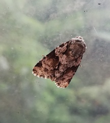 Noctuinae