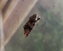 Noctuinae