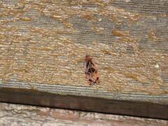 Zomaria interruptolineana