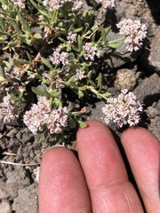 Eriogonum microtheca alpinum