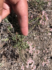 Eriogonum microtheca alpinum