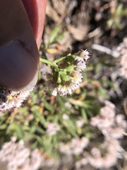 Eriogonum microtheca alpinum