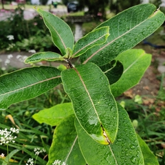 Asclepias syriaca