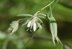 Stellaria hebecalyx