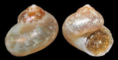 Hiloa variabilis