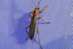 Metacantharis discoidea