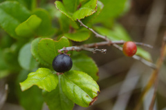 Sageretia thea