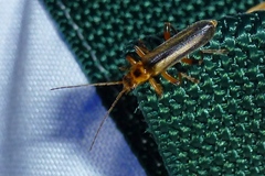 Metacantharis discoidea