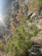 Brickellia longifolia multiflora